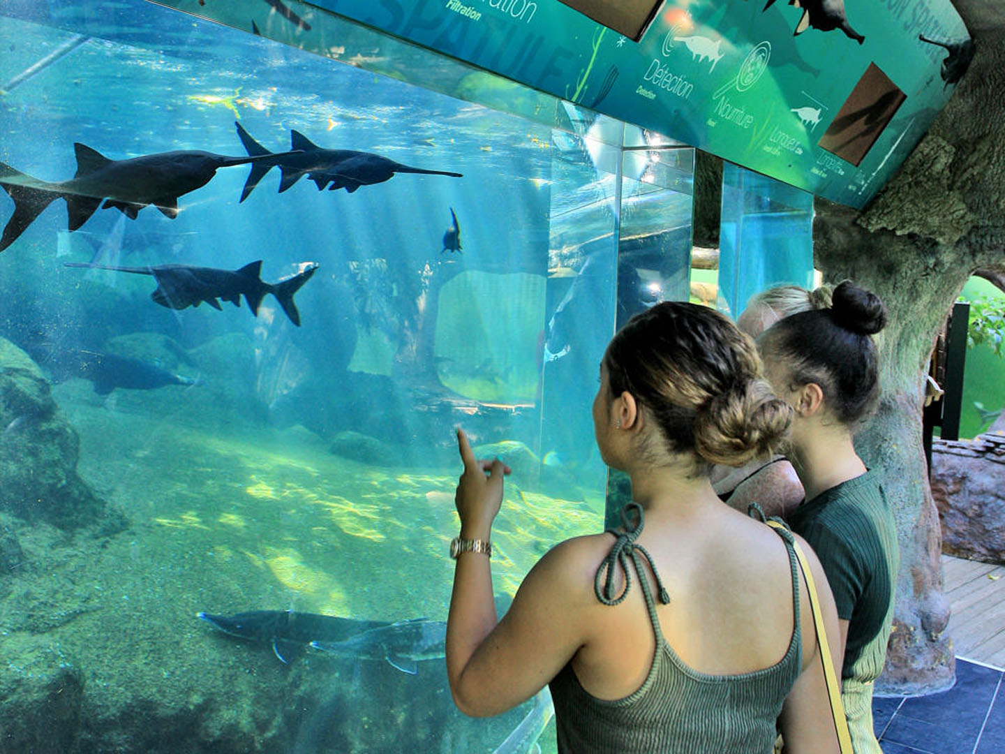 L'aquarium du Périgord Noir : le plus grand aquarium d'eau douce d'Europe à 30 minutes de votre camping